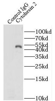 CYTH2 Rabbit Polyclonal Antibody