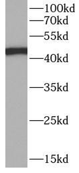 KRT20 Antibody