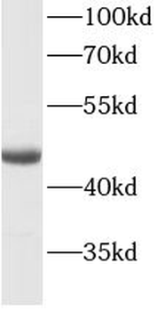 KRT20 Antibody