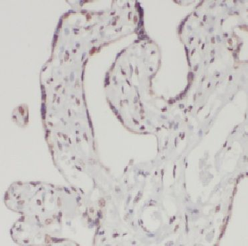 DAZAP1 Rabbit Polyclonal Antibody