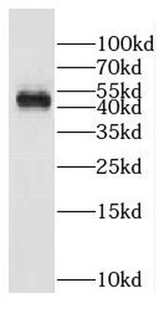 DDI1 Rabbit Polyclonal Antibody