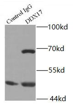 DDX17 Rabbit Polyclonal Antibody