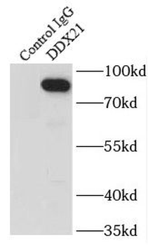 DDX21 Rabbit Polyclonal Antibody