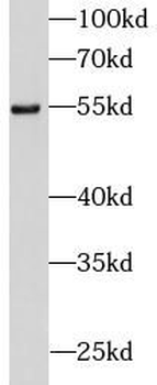 DDX25 Rabbit Polyclonal Antibody