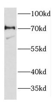 DEAF1 Rabbit Polyclonal Antibody