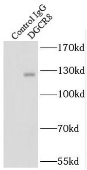 DGCR8 C Terminal Rabbit Polyclonal Antibody