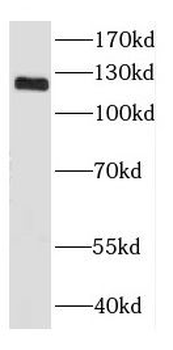 DGCR8 C Terminal Rabbit Polyclonal Antibody