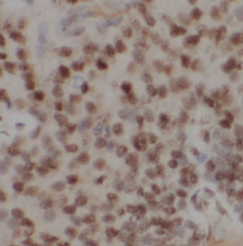 DGCR8 C Terminal Rabbit Polyclonal Antibody