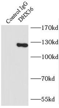 DHX36 Rabbit Polyclonal Antibody
