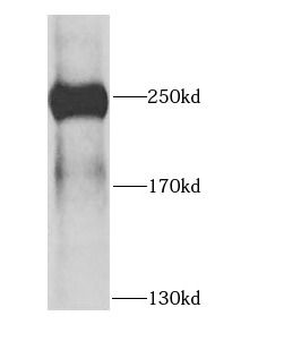 DICER1 Antibody