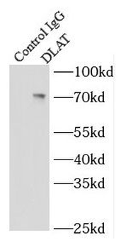 DLAT Antibody