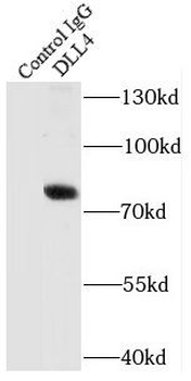 DLL4 Rabbit Polyclonal Antibody