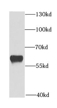 DMAP1 Antibody