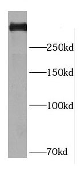 DMXL2 Rabbit Polyclonal Antibody