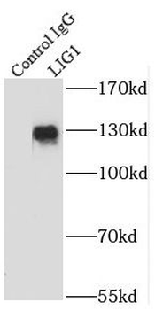 LIG1 Rabbit Polyclonal Antibody