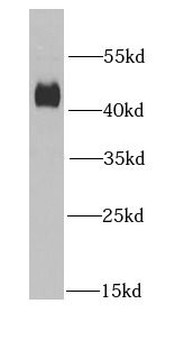 DNAJA2 Antibody