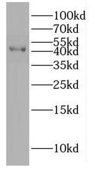 DNAJB12 Antibody