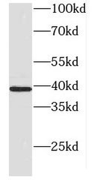 DNAJB5 Antibody