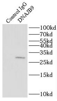 DNAJB9 Antibody