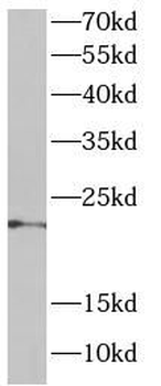 DNAJC12 Antibody