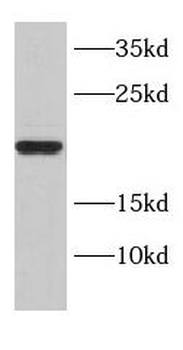 DNAJC15 Antibody