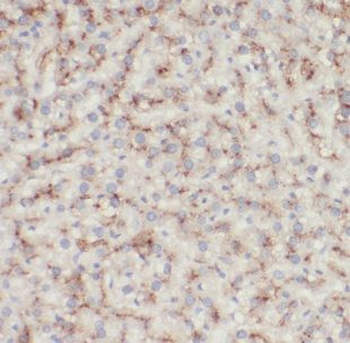 DNAJC15 Antibody