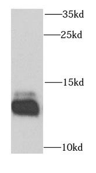 DNAJC19 Antibody