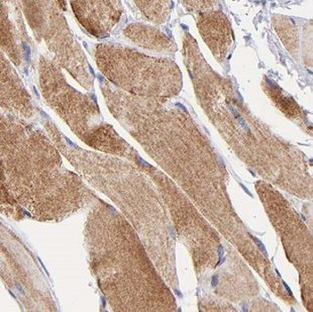DNASE1L1 Antibody