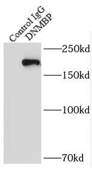 DNMBP Rabbit Polyclonal Antibody