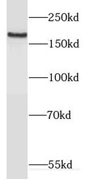 DNMBP Rabbit Polyclonal Antibody