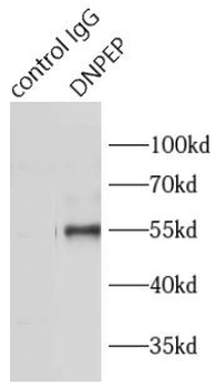 DNPEP Rabbit Polyclonal Antibody