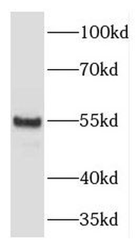 DNPEP Rabbit Polyclonal Antibody