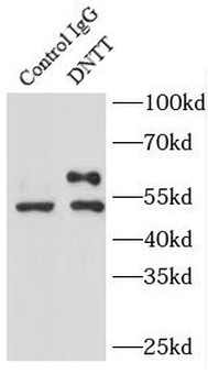 DNTT Antibody