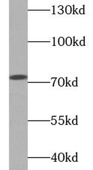 DBH Rabbit Polyclonal Antibody