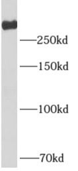UTP20 Rabbit Polyclonal Antibody