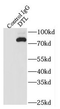DTL Rabbit Polyclonal Antibody