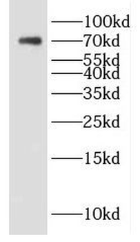 DTX4 Antibody