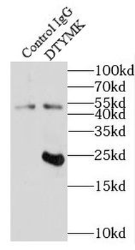 DTYMK Rabbit Polyclonal Antibody