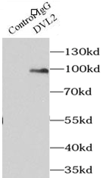DVL2 Rabbit Polyclonal Antibody