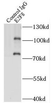 E2F8 Rabbit Polyclonal Antibody
