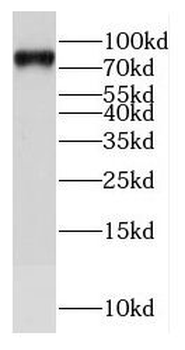 E2F8 Rabbit Polyclonal Antibody