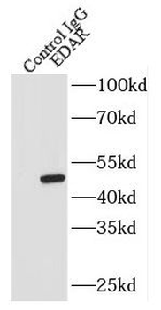 EDAR Antibody
