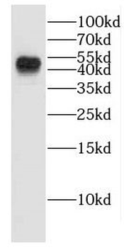 EDAR Antibody