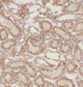 EGFL7 Antibody