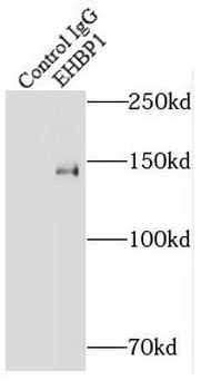 EHBP1 Antibody