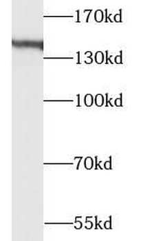 EHBP1 Antibody