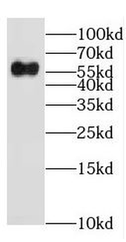 EHD1 Rabbit Polyclonal Antibody
