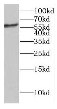 EHD4 Rabbit Polyclonal Antibody
