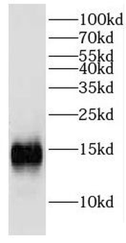 EIF1B Rabbit Polyclonal Antibody