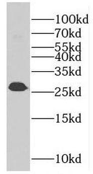 EIF4H Rabbit Polyclonal Antibody